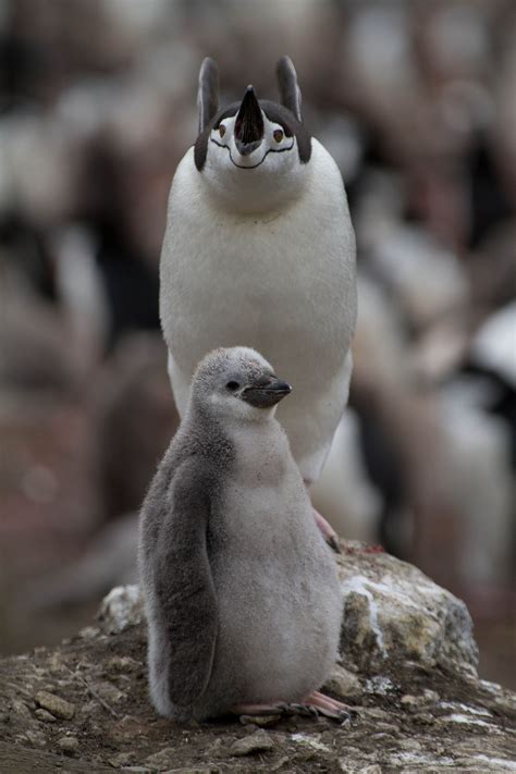 Chinstrap Penguin And Chick Penguin Art Penguin Love Cute Penguins