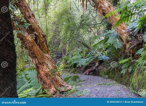 New Zealand Rain Forest Dense And Dark With Path Between Ferns And
