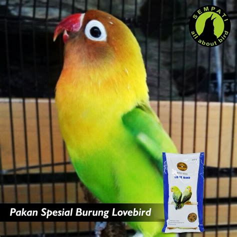 Nyatanya masih banyak yang kebingungan memberikan makanan yang bagus dan menyehatkan. GOLD COIN LOVEBIRD PAKAN BURUNG LOVEBIRD - Sempati Bird Shop