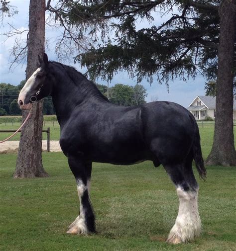 Clydesdale Lead Horse Grandview Clydesdales Horses Clydesdale Horse