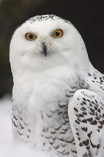 Snowy Owl Owl Bird Feather Nature White Animals Zoo Night