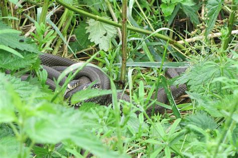 Die art lebt meist in der nähe von gewässern und ernährt sich überwiegend von amphibien. Schlangenhaltung: Trächtige Ringelnattern im Garten