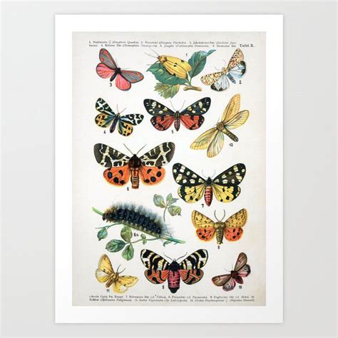 Buy Butterfly Chart Vintage Art Print By Vintageartstore Worldwide