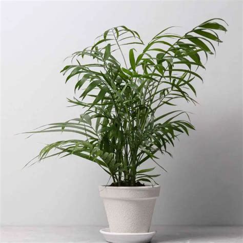 Majesty Palm Care Guide And Plant Profile The Contented Plant