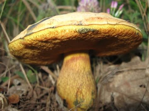 Boletus Luridus Poisonous Mushrooms Vegetate The