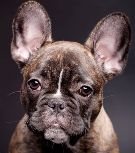 Learn About The French Bulldog Dog Breed From A Trusted Veterinarian