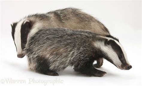 Photograph Of Two Playful Young Badgers Meles Meles Rights Managed