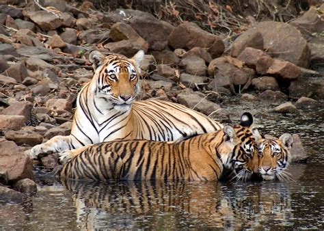 Tiger Spotting In India Audley Travel