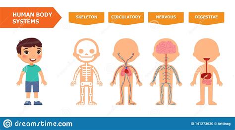 A Estrutura Do Corpo Humano Anatomia Para Crianças Ilustração Do