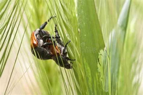 Beetle Love Stock Image Image Of Insect Mate Black 19895049