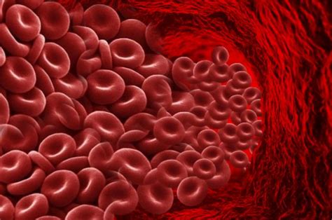 Human Red Blood Cells Deskarati