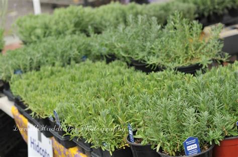 The target audience is mostly female, gardeners, outdoorsy types. Jenks Herb & Plant Festival ~Jenks, OK | Danielle ...