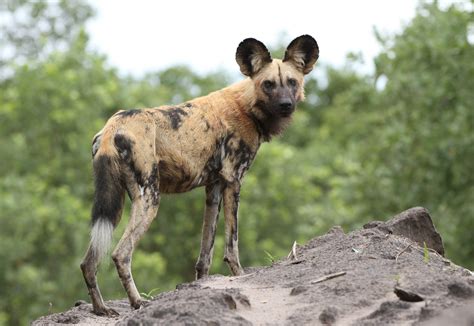 Fileafrican Painted Dog Or African Wild Dog Lycaon
