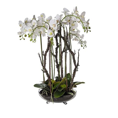 | skip to page navigation. Sia White Phalaenopsis Orchid Showpiece in Soil at Amara