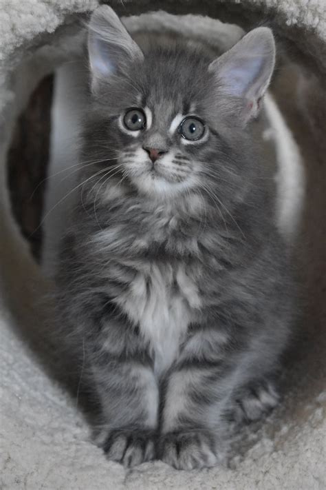 Maine coon is an america's native breed of a huge domestic cat, bred by natural selection without human intervention. Maine Coon Cattery Seriously Kittens - Maine Coon Cattery ...