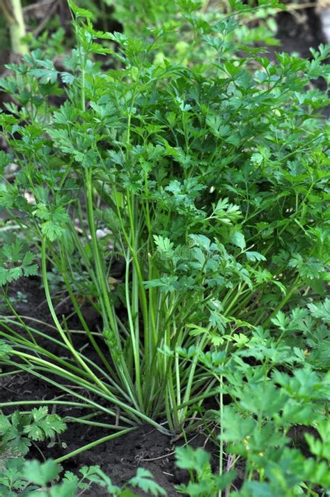 In The Open Ground Parsley Grows Stock Image Image Of Leaves Branch