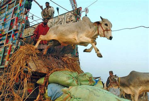 All about the celebration and greetings of eid al adha, eid ul azha, cow qurbani, bakra eid, camel, animal slaughter on eid and many more things about biggest muslim festival. Eid Ul Azha Qurbani Videos 2019 - URasmi