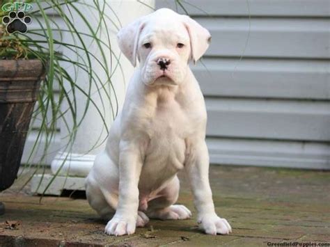 HumΛn™ Hcp520 On Twitter Boxer Puppies White Boxer Puppies Boxer