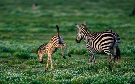 Baby Zebras Wallpapers Free Pictures On Greepx