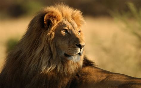 Our Beautiful World Lion