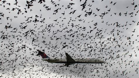 This Is What Happens When A Bird Strikes Your Plane Condé Nast Traveler