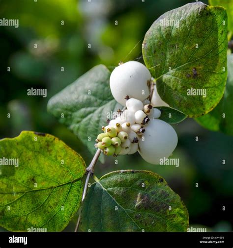 Snowberry Plant High Resolution Stock Photography And Images Alamy