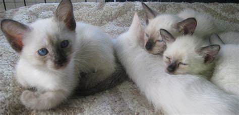Siamese Kitten What To Consider When Choosing This Cute Pet Siamese