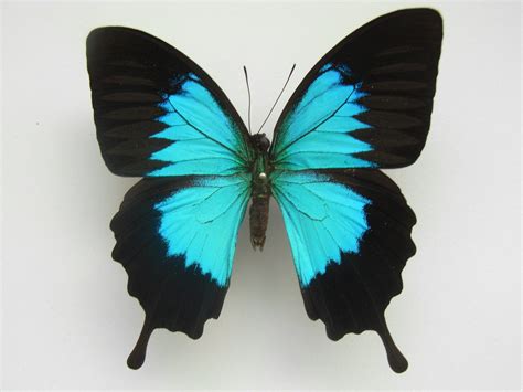 The Ulysses Butterfly Papilio Ulysses Also Known As The Blue