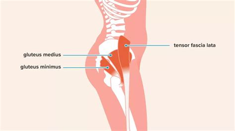 Quick Facts On Gluteal Tendinopathy Kinetic Labs