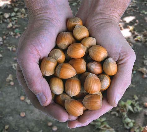 Hazelnuts Health Benefits Why Hazelnuts Are Good For Health And Skin