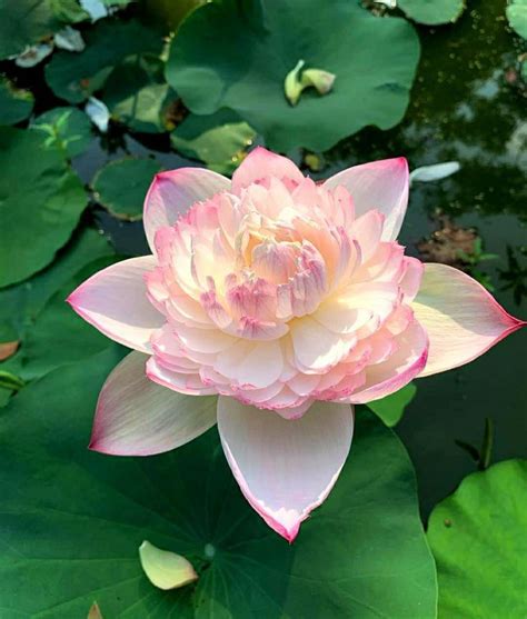 Pin by María Rey on 123 Lotus flower pictures Pretty flowers Exotic
