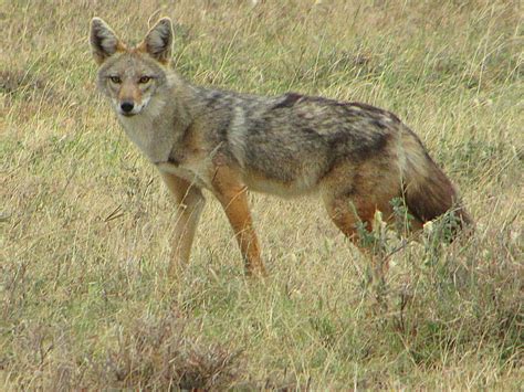 when is a jackal not a jackal when it s really a ‘golden wolf the washington post