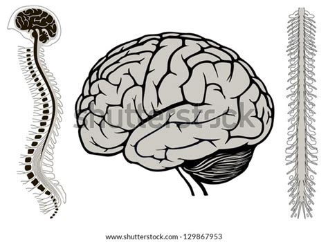 Human Brain Model Spinal Cord Vertebra Stock Vektorgrafik Lizenzfrei