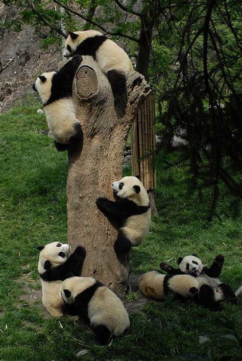 Photos Images And Pictures Of Giant Pandas Climbing Tree In Chengdu