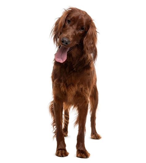 Irish Setter Dog Breed Info And Characteristics