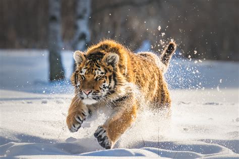 Cute Tiger Cub Running Hd Animals 4k Wallpapers Images Backgrounds
