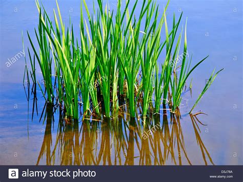Marsh Grass Growing In Water In Springtime Stock Photo Alamy