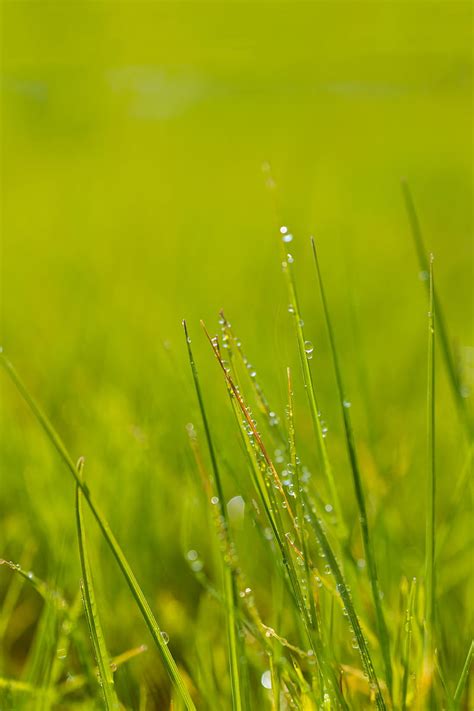 Green Grass Field During Daytime Hd Phone Wallpaper Peakpx