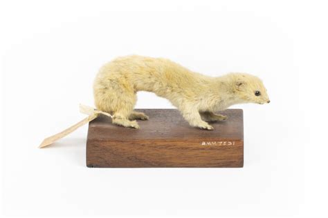 Animal Specimen Weasel Trustees Of The Australian Museum 1860 1880