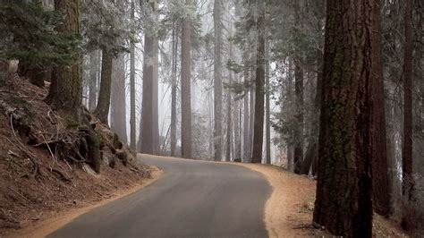 Wallpaper Sunlight Trees Forest Nature Snow Winter Road Wood