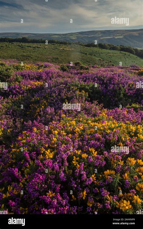 Moorland Photo Hi Res Stock Photography And Images Alamy