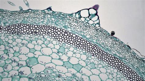 Herbaceous Dicot Stem Dermal Tissues In Cucurbita By Bccoer Science