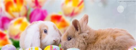 Its easter again and how do you plan on celebrating? Easter Bunnies Looking Around Facebook Cover