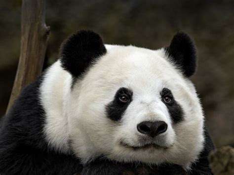 Giant Panda Animal Face Off Wiki Fandom