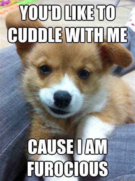 20 Cutest Cuddle Memes Funny Animals Cuddling
