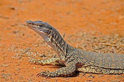 Australian Outback Western Nsw Reptiles