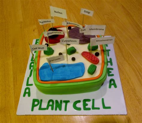 Plant Cell Model Cell Model Edible Cell Project