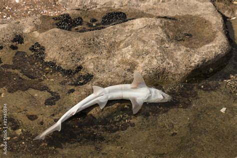 Baby Shark Lying Dead In Rock Pool Stock Photo Adobe Stock