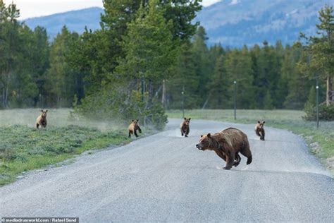 Mummy Grizzly Chases And Kіɩɩѕ A Baby Elk To Feed 4 Her Cubs In Texas