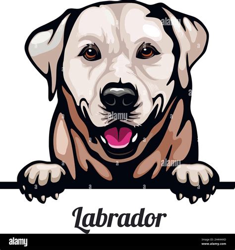 Labrador Retriever Perros De Peeking Color Cabeza De La Cara De La